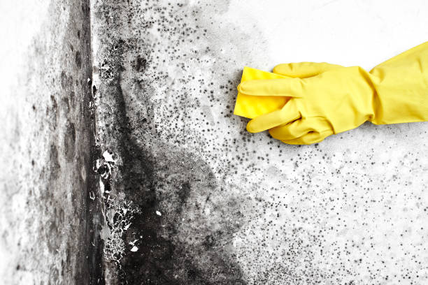 Best Professional Mold Removal  in Willards, MD