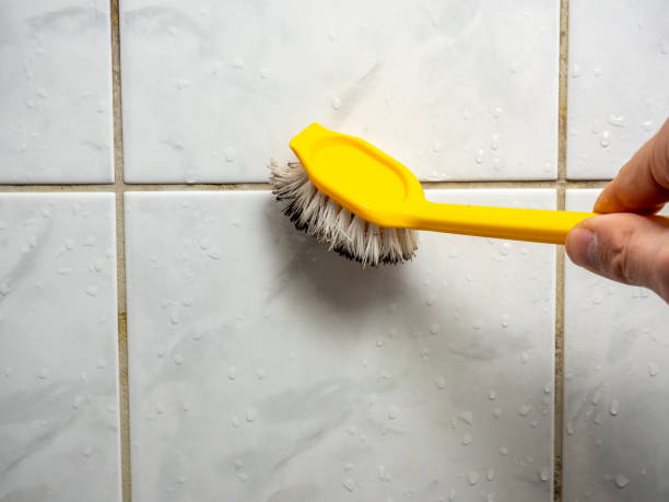 Best Local Mold Removal Service  in Willards, MD