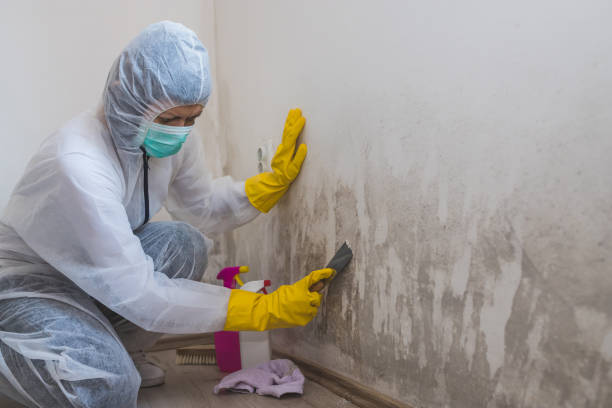 Mold Removal and Inspection in Willards, MD