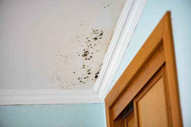 Best Certified Mold Removal  in Willards, MD