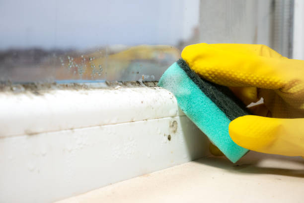 Best Mold Removal and Inspection  in Willards, MD