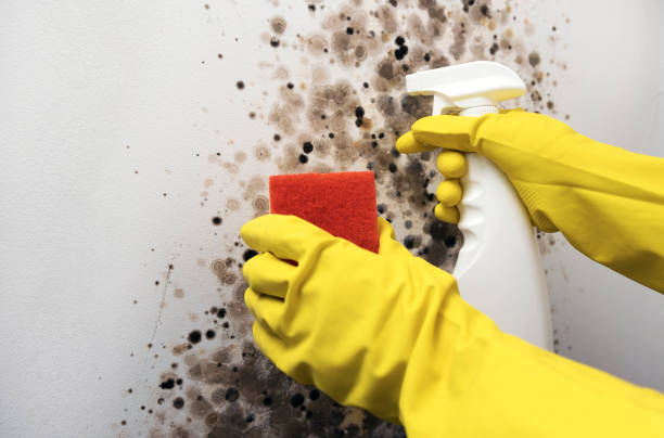 Best Commercial Mold Removal  in Willards, MD