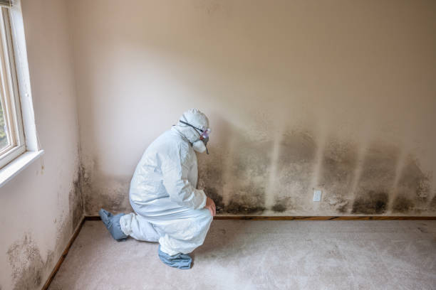 Best Mold Cleaning Services  in Willards, MD