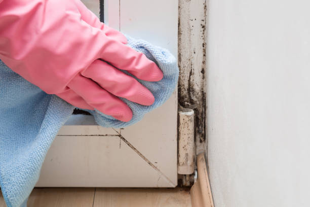 Best Emergency Mold Removal  in Willards, MD